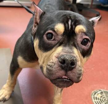 English Bulldog Dogs Available for Adoption - Bat Boy | PetCurious