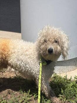 MARSHMALLOW -  Poodle and Mixed Breed Dog for Adoption - MARSHMALLOW | PetCurious