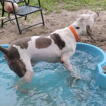 Mixed Breed Dogs Available for Adoption - Thumper | PetCurious