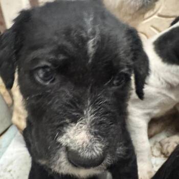 Standard Poodle and Mixed Breed Dogs Available for Adoption - Chuck | PetCurious