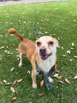Chihuahua and Mixed Breed Dogs Available for Adoption in Daytona Beach, Florida - Stuart - 1 | PetCurious