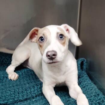 Luckie -  Mixed Breed Dog for Adoption in Valley, Alabama - Luckie | PetCurious