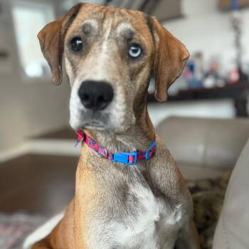 Husky Dogs Available for Adoption - Hazel | PetCurious