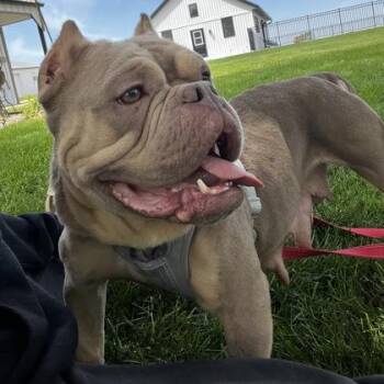 Mixed Breed Dogs Available for Adoption in Janesville, Wisconsin - Prada | PetCurious