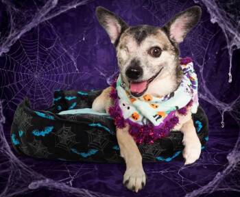 Olive -  Chihuahua Dog for Adoption in Phoenix, Arizona - Olive | PetCurious