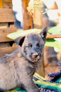 Willow -  Siberian Husky Dog for Adoption in San Diego, California - Willow | PetCurious