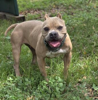 Rescue Staffordshire Bull Terrier Dogs for Adoption in Longview, Texas - Buttercup | PetCurious
