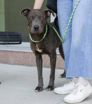 Gavin -  Mixed Breed Dog for Adoption in Westland, Michigan - Gavin | PetCurious