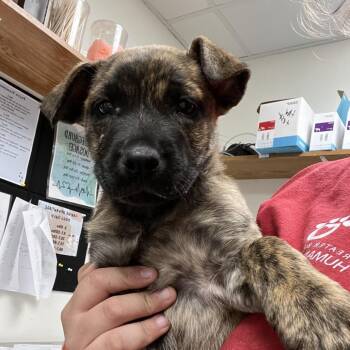 Shepherd Dogs Available for Adoption in Parrish, Alabama - Dilly | PetCurious