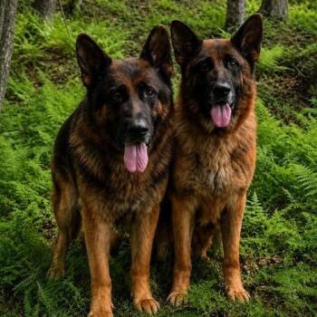 Mia (26-243) -  German Shepherd Dog Dog for Adoption in New Ringgold, Pennsylvania - Mia (26-243) | PetCurious