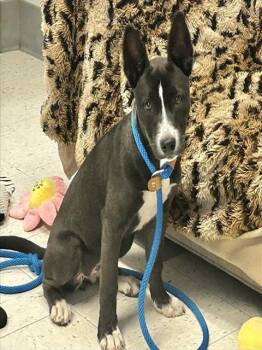 WILLOW -  Australian Kelpie and Mixed Breed Dog for Adoption in Salinas, California - WILLOW | PetCurious