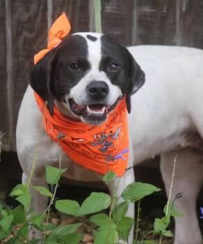 Pointer Dogs Available for Adoption in Brookhaven, Mississippi - Emmie 25 | PetCurious