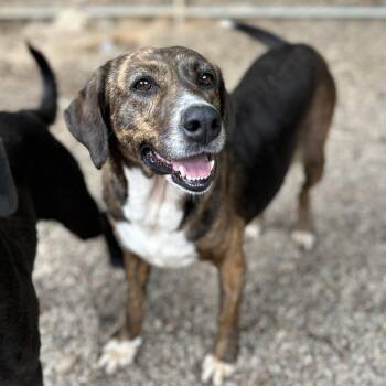Carolina Dog Dogs Available for Adoption in Columbia, South Carolina - Poplar | PetCurious