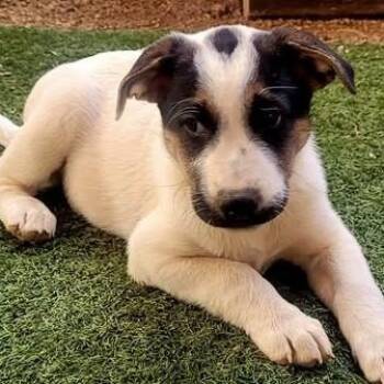 Pepper -  Mixed Breed Dog for Adoption in Chino Valley, Arizona - Pepper | PetCurious