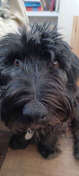 Rescue Scottish Terrier Dogs for Adoption in Chandler, Arizona - FERGUS #2 | PetCurious