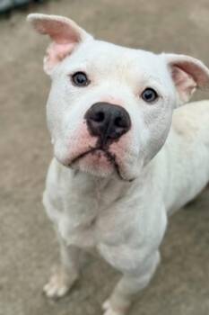 Shoestring -  Pit Bull Terrier Dog for Adoption in Chicago, Illinois - Shoestring | PetCurious