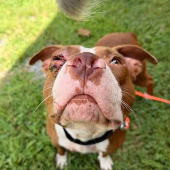 Mongo -  Pit Bull Terrier Dog for Adoption in Trenton, Georgia - Mongo | PetCurious