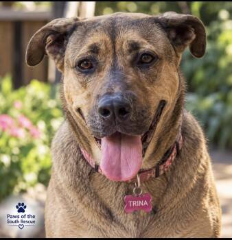 Trina -  German Shepherd Dog and Labrador Retriever Dog for Adoption in Cumming, Georgia - Trina | PetCurious