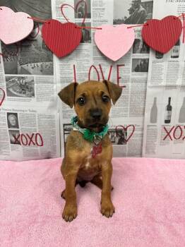 Labrador Retriever and Mixed Breed Dogs Available for Adoption - Sydney (lab X) | PetCurious