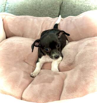 Dottie -  Chihuahua and Terrier Dog for Adoption in Armada, Michigan - Dottie | PetCurious
