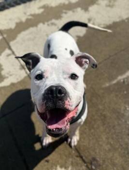 American Bulldog and Mixed Breed Dogs Available for Adoption in Westland, Michigan - Schnitzel | PetCurious