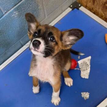 Dale -  Mixed Breed Dog for Adoption in Madison, Wisconsin - Dale | PetCurious