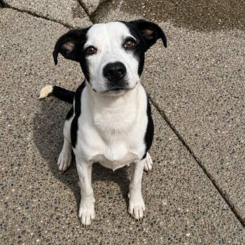 Deanne -  Mixed Breed Dog for Adoption in Charleston, West Virginia - Deanne | PetCurious