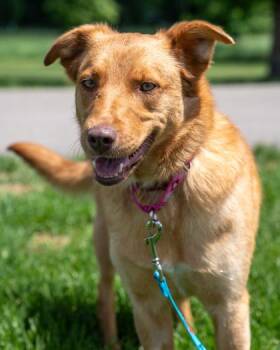 Naya (Blue) -  Australian Shepherd and Mixed Breed Dog for Adoption in Pequot Lakes, Minnesota - Naya (Blue) | PetCurious