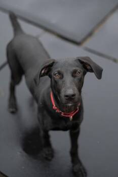 Great Dane Dogs Available for Adoption in Stratham, New Hampshire - Banksy | PetCurious