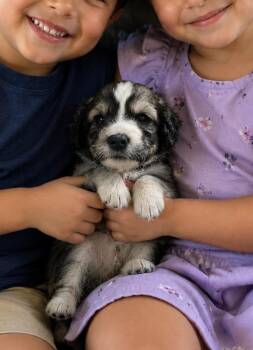 Ollie -  Bernedoodle and Poodle Dog for Adoption in Cerritos, California - Ollie | PetCurious