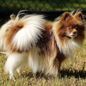Coco -  Pomeranian Dog for Adoption in Scituate, Massachusetts - Coco | PetCurious