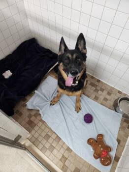 Kylie -  German Shepherd Dog and Mixed Breed Dog for Adoption - Kylie | PetCurious