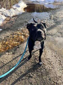 Pit Bull Terrier and Labrador Retriever Dogs Available for Adoption in Fairbanks, Alaska - CECE | PetCurious