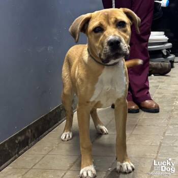 Shepherd and Retriever Dogs Available for Adoption in Washington, District Of Columbia - Journey | PetCurious