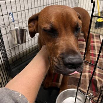 72980 -  Hound Dog for Adoption in Harrisonburg, Virginia - 72980 | PetCurious