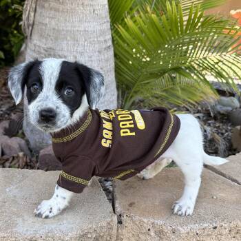 English Springer Spaniel and Beagle Dogs Available for Adoption in San Diego, California - Ukulele  | PetCurious