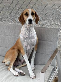 Rescue Hound and Mixed Breed Dogs for Adoption in Savage, Minnesota - Star | PetCurious
