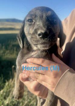 Hercules -  Border Collie Dog for Adoption in Winter Park, Colorado - Hercules | PetCurious