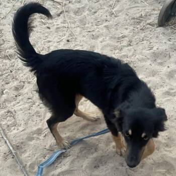 Rescue Australian Shepherd and Pomeranian Dogs for Adoption in Olympia, Washington - Mork | PetCurious