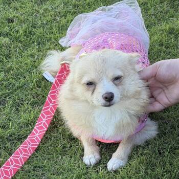 Pomeranian Dogs Available for Adoption in Lehigh Acres, Florida - Honey | PetCurious