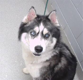 Husky and Mixed Breed Dogs Available for Adoption in Omaha, Nebraska - M3GAN | PetCurious