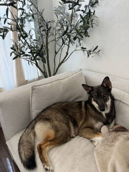 Rescue Australian Shepherd and German Shepherd Dog Dogs for Adoption in Dana Point, California - Sky Courtesy Post! | PetCurious