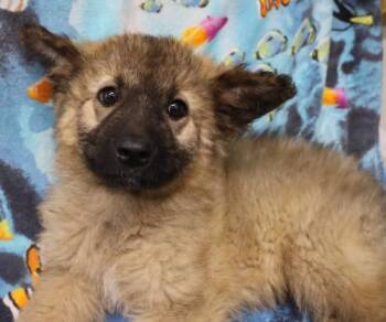 Quest -  German Shepherd Dog Dog for Adoption in Thief River Falls, Minnesota - Quest | PetCurious