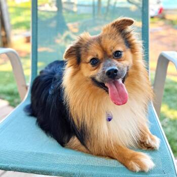 Bixby -  Pomeranian Dog for Adoption in Garland, Texas - Bixby | PetCurious