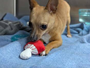 Lil Whiskey -  Chihuahua Dog for Adoption in Sebastian, Florida - Lil Whiskey | PetCurious