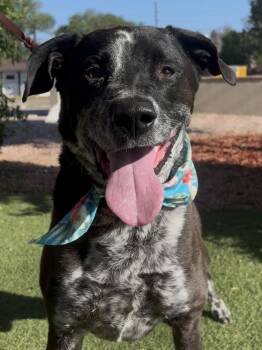 Rescue Catahoula Leopard Dog and Australian Cattle Dog Blue Heeler Dogs for Adoption in Payson, Arizona - Link | PetCurious