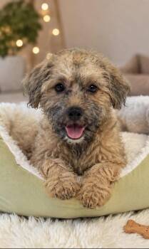 BENJI -  Terrier Dog for Adoption in Margate, Florida - BENJI | PetCurious
