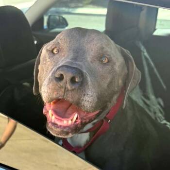 Doki -  Pit Bull Terrier Dog for Adoption in Las Vegas, Nevada - Doki | PetCurious