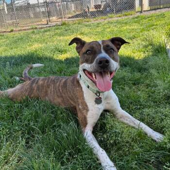Rescue Mixed Breed Dogs for Adoption in Medford, Oregon - Harlequin | PetCurious