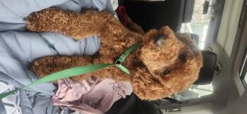 Rescue Goldendoodle Dogs for Adoption in Torrance, California - Canelo | PetCurious